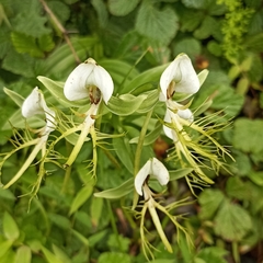 Habenaria intermedia