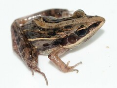 Ptychadena taenioscelis