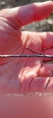 Quercus georgiana