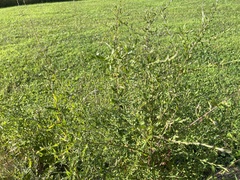 Cycloloma atriplicifolium