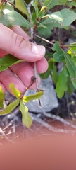 Quercus georgiana