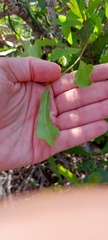 Quercus georgiana