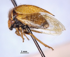 Stictocephala basalis