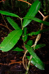 Calophyllum mesoamericanum image