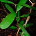 Calophyllum mesoamericanum - Photo (c) Nick Helme, osa oikeuksista pidätetään (CC BY-SA), uploaded by Nick Helme
