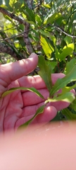 Quercus georgiana