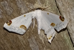 Sericoptera mahometaria