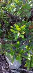 Quercus georgiana