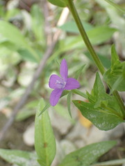 Legousia falcata