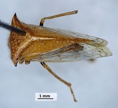 Stictocephala basalis