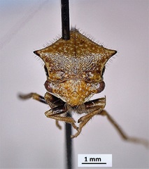 Stictocephala basalis