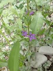 Legousia falcata