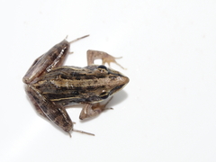 Ptychadena taenioscelis