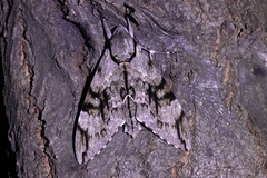 Psilogramma increta