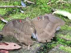 Dophla evelina compta