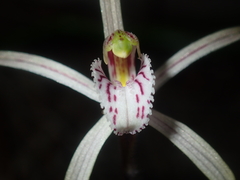 Caladenia varians