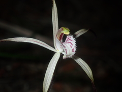Caladenia varians