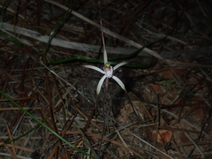 Caladenia varians