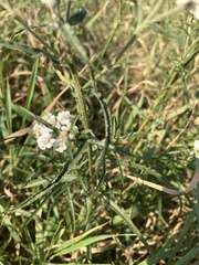 Achillea ptarmica