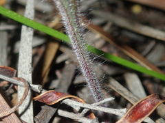 Caladenia varians