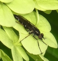 Ozodiceromyia notata