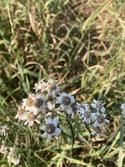 Achillea ptarmica