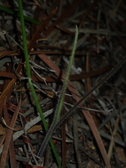 Caladenia varians