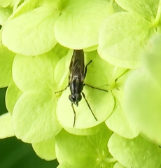 Ozodiceromyia notata