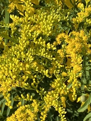 Solidago altissima