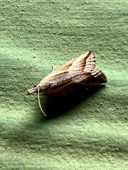 Arotrophora arcuatalis