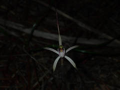 Caladenia varians