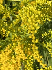 Solidago altissima