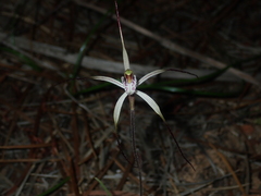 Caladenia varians