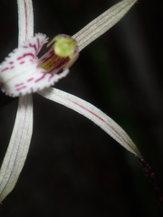 Caladenia varians