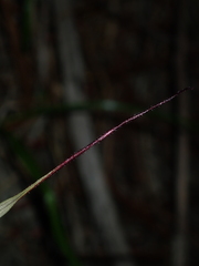Caladenia varians