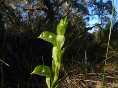 Pterostylis flavovirens