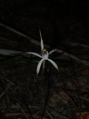 Caladenia varians