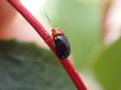 Cryptocephalus rufipes
