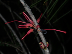 Hakea orthorrhyncha