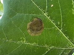 Ectoedemia platanella