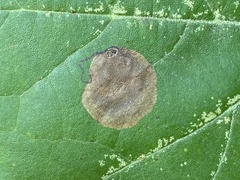 Ectoedemia platanella