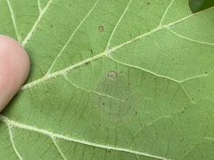 Ectoedemia platanella