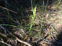 Pterostylis flavovirens