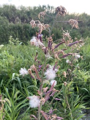 Lactuca pulchella