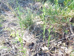 Pterostylis flavovirens