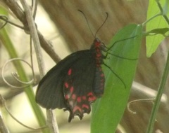 Parides photinus