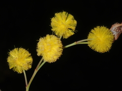 Acacia restiacea