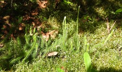Lycopodium lagopus