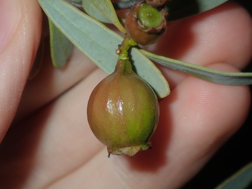 Image of Santalum spicatum by (c) Thomas Mesaglio, some rights reserved (CC BY)