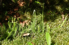 Lycopodium lagopus